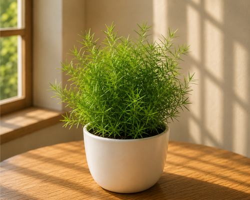 SBL - ASPERA GRASS